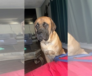 Mastiff Dog for Adoption in CATO, New York USA
