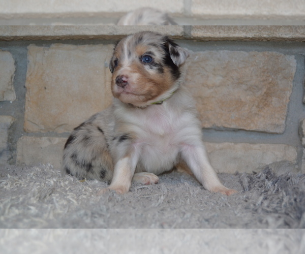 Medium Photo #6 Australian Shepherd Puppy For Sale in DIXON, MO, USA