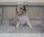Small Photo #6 Australian Shepherd Puppy For Sale in DIXON, MO, USA