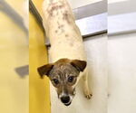 Small #1 Mutt