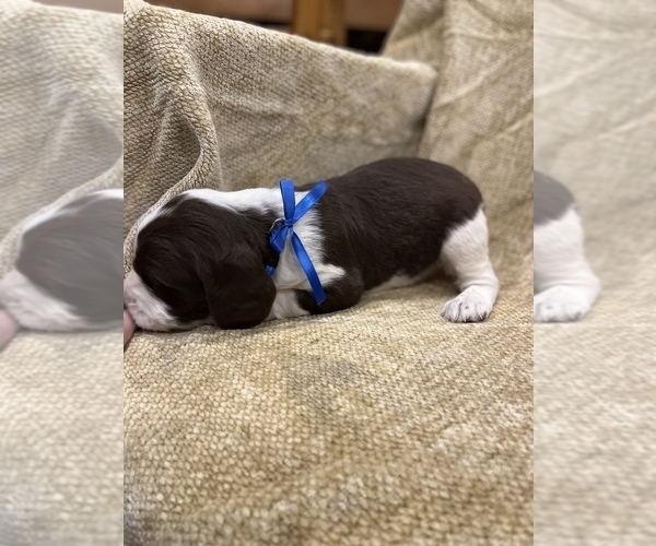 Medium Photo #22 English Springer Spaniel Puppy For Sale in JEANNETTE, PA, USA