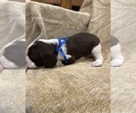 Small Photo #22 English Springer Spaniel Puppy For Sale in JEANNETTE, PA, USA