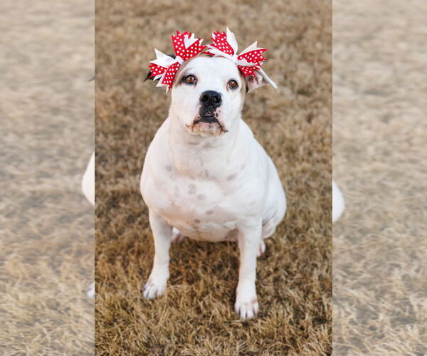 Medium Photo #21 Bullboxer Pit Puppy For Sale in McKinney, TX, USA