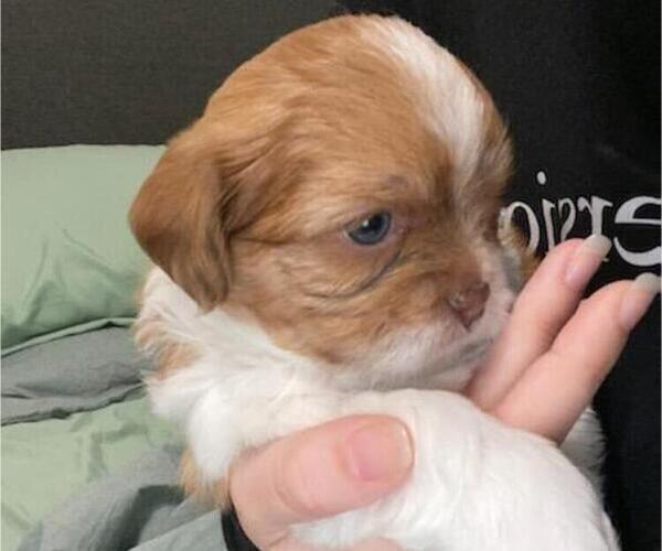 Medium Photo #3 ShihPoo Puppy For Sale in QUEEN CREEK, AZ, USA