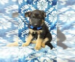 Small Photo #2 German Shepherd Dog Puppy For Sale in LANCASTER, PA, USA