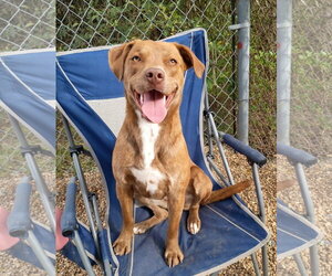 Kaiya - Female Labrador Retriever-Unknown Mix Dog for Adoption - Photo #2