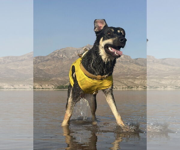 Medium Photo #4 German Shepherd Dog-Unknown Mix Puppy For Sale in Williamsburg, NM, USA
