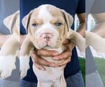 Small Photo #1 Olde English Bulldogge Puppy For Sale in NORTH LAS VEGAS, NV, USA