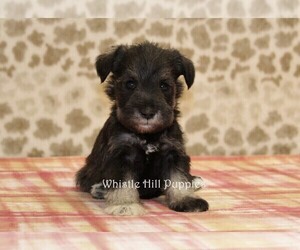 Schnauzer (Miniature) Puppy for sale in DENVER, PA, USA