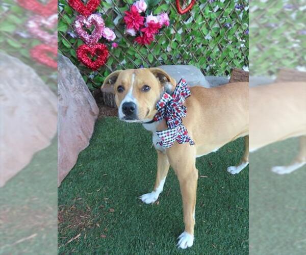 Medium Photo #1 American Pit Bull Terrier-Unknown Mix Puppy For Sale in Oklahoma City, OK, USA