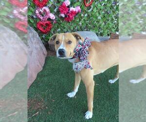 American Pit Bull Terrier Mix Dog for Adoption in Oklahoma City, Oklahoma USA