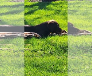 Labrador Retriever Puppy for Sale in GREENWOOD, Wisconsin USA