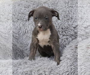 American Bully Puppy for sale in CHAMPAIGN, IL, USA