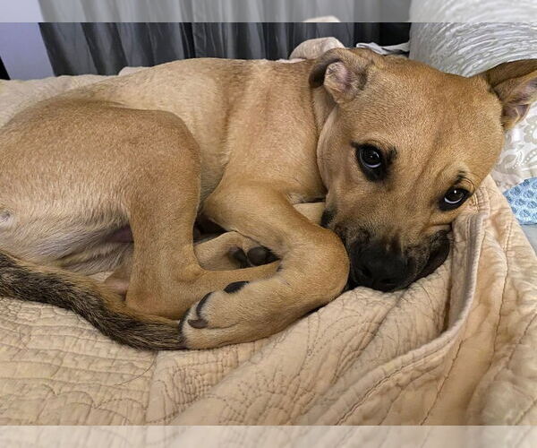 Medium Photo #19 Labrador Retriever-Unknown Mix Puppy For Sale in New York, NY, USA