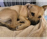 Small #18 Labrador Retriever Mix