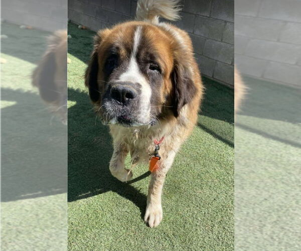 Medium Photo #4 Saint Bernard Puppy For Sale in Lakewood, CO, USA
