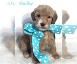 Small Photo #37 Goldendoodle Puppy For Sale in DEMOPOLIS, AL, USA