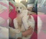 Small Photo #4 Maremma Sheepdog Puppy For Sale in CONNEAUT, OH, USA