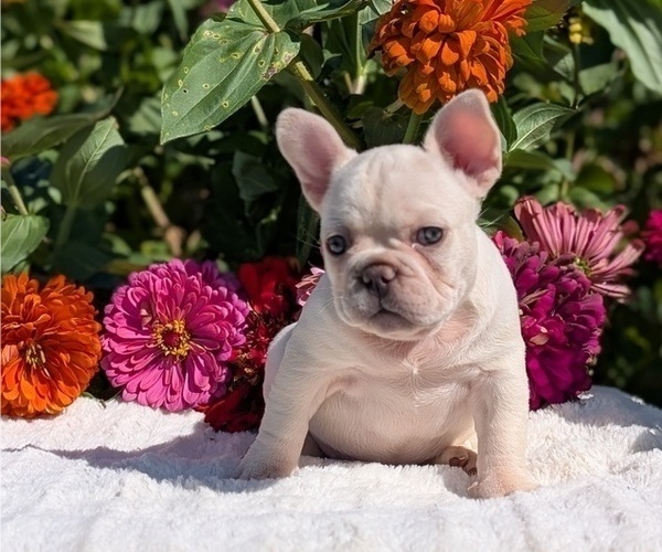 Medium Photo #24 French Bulldog Puppy For Sale in GOSHEN, IN, USA