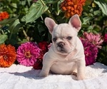 Small #8 French Bulldog