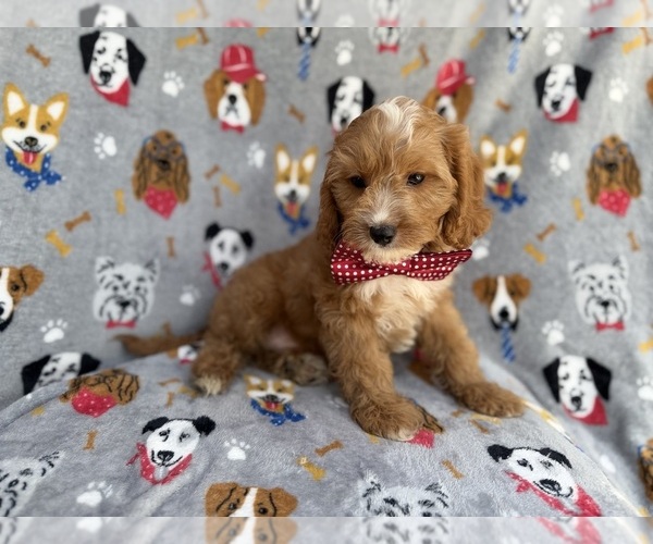 Medium Photo #7 Cavapoo (Miniature) Puppy For Sale in LAKELAND, FL, USA
