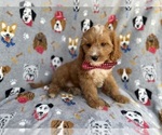 Small #6 Cavapoo (Miniature)