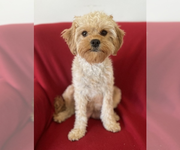 Medium Photo #1 Cavachon-Cavapoo Mix Puppy For Sale in LOS OSOS, CA, USA