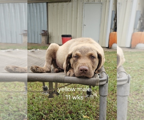 Medium Photo #9 Chesapeake Bay Retriever Puppy For Sale in Cordele, GA, USA