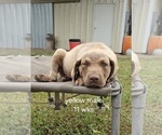 Small #8 Chesapeake Bay Retriever