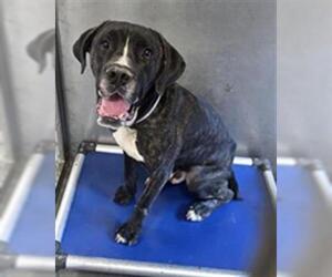 Mutt Dogs for adoption in Downey, CA, USA