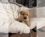 Litter of 8 - Male(s) and Female(s) Goberian-Labrador Retriever MixLitter of Puppies for Sale - Photo #3