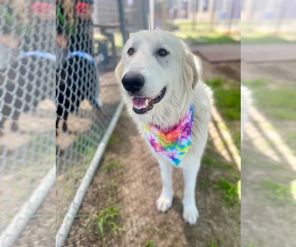 Medium Photo #28 Great Pyrenees Puppy For Sale in Houston, TX, USA