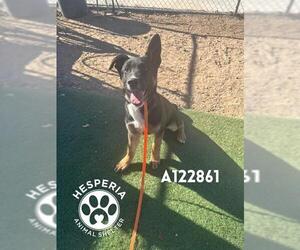 German Shepherd Dog-Unknown Mix Dogs for adoption in HESPERIA, CA, USA