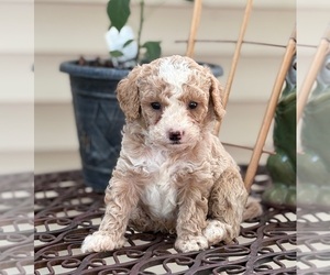Goldendoodle (Miniature) Puppy for sale in SAINT MARYS, KS, USA