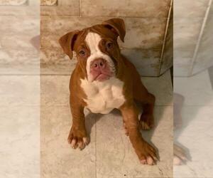 Olde English Bulldogge Puppy for sale in WEEKI WACHEE, FL, USA