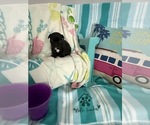 Small #10 French Bulldog