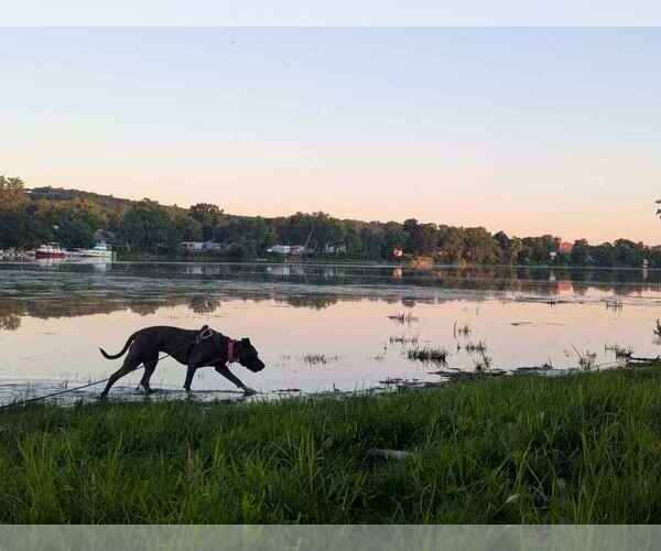 Medium Photo #10 American Pit Bull Terrier-Unknown Mix Puppy For Sale in Utica, NY, USA