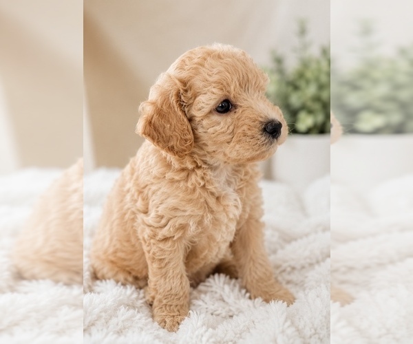 Medium Photo #2 Maltipoo (Miniature)-Poodle (Miniature) Mix Puppy For Sale in CONROE, TX, USA