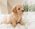 Small #1 Maltipoo (Miniature)-Poodle (Miniature) Mix