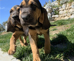 Small Photo #3 Bloodhound Puppy For Sale in SOQUEL, CA, USA