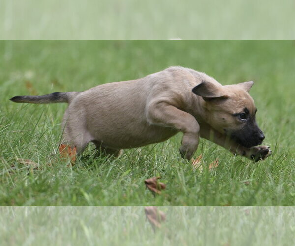 Medium Photo #6 Boxer-Unknown Mix Puppy For Sale in Mechanicsburg, PA, USA