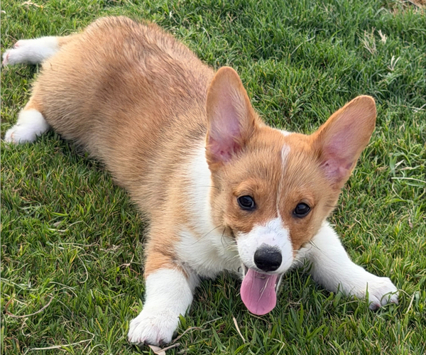 Medium Photo #11 Pembroke Welsh Corgi Puppy For Sale in ROCKWALL, TX, USA