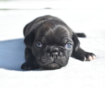 Small #3 Pug