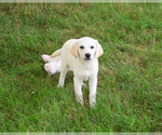 Small #3 Labrador Retriever