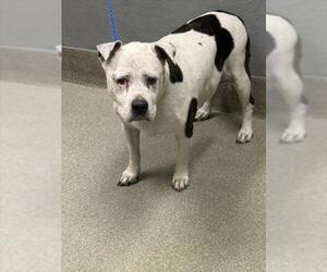 American Pit Bull Terrier-Unknown Mix Dogs for adoption in Las Vegas, NV, USA