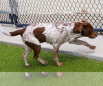 Small #10 Brittany-German Shorthaired Pointer Mix