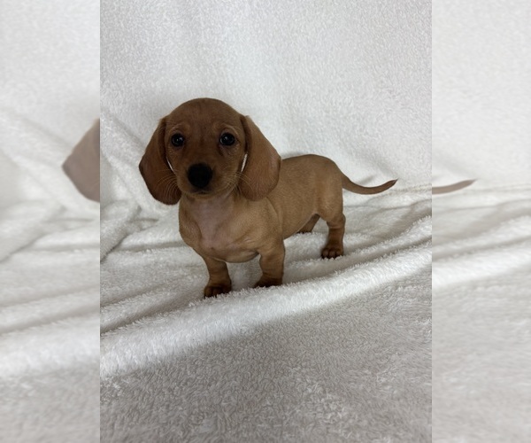 Medium Photo #5 Dachshund Puppy For Sale in GREENFIELD, IN, USA