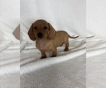 Dixie - Female Dachshund Puppy for Sale - Photo #5
