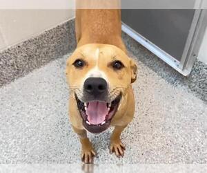HONEY - Female Black Mouth Cur-Unknown Mix Dog for Adoption - Photo #2