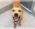 Small #1 Black Mouth Cur Mix